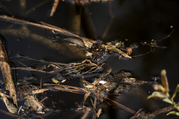 Small green frog camouflaged in muddy wetland habitat with water, twigs, and algae, blending into natural surroundings in a shallow marshy environment during springtime