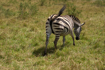 Obraz premium Zebras a road at Masai Mara