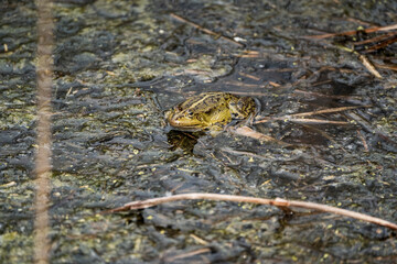 Small green frog camouflaged in muddy wetland habitat with water, twigs, and algae, blending into natural surroundings in a shallow marshy environment during springtime