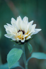 A close macro of a white sunflower showing its creamy petals
