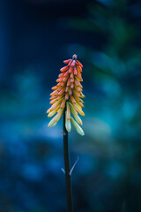 A macro photograph of a yellow aloe flower spike showing overlapping tubular blossoms
