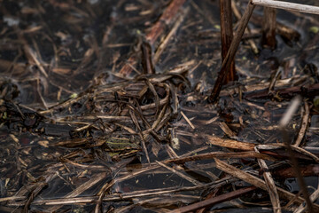 Small green frog camouflaged in muddy wetland habitat with water, twigs, and algae, blending into natural surroundings in a shallow marshy environment during springtime