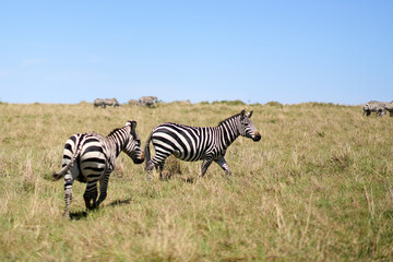 Zebras a road at Masai Mara