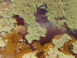 A top-down aerial image of a dense marsh landscape with green aquatic vegetation