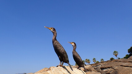 The great cormorant (Phalacrocorax carbo). The photo was taken from the sea. Ligurian Sea coast, Italy, Imperia