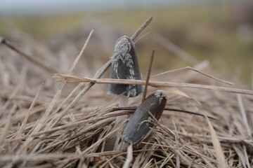 mushrom on the grass