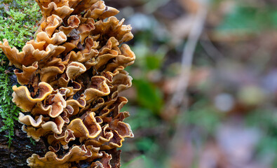 Created from a photo-stack for greater depth of field, fungus (Hairy curtain crust) growing on the end of a dead log on the woodland floor. With copy space.