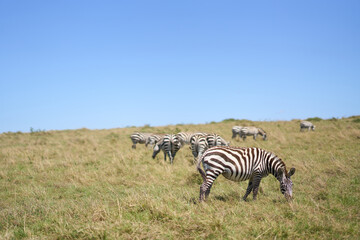 Zebras a road at Masai Mara