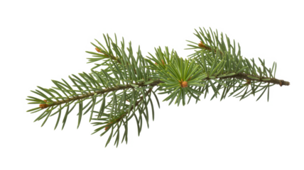Spruce branch. Green fir. Realistic Christmas tree llustration for Xmas cards, New year party posters isolated Transparent png background.