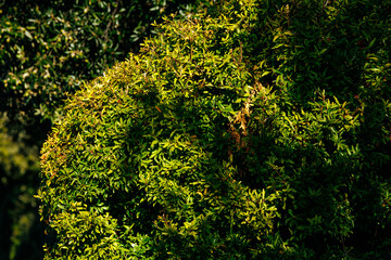 Lush green foliage with dense leaves in sunlight