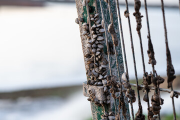 Freshwater mussels exposed by the low water level of Foremark Reservoir in the autumn after a drought year. The mussels were growing on a security fence that used to be submerged.