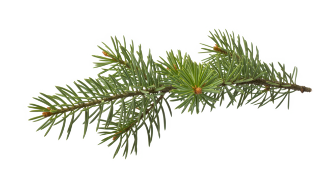 Spruce branch. Green fir. Realistic Christmas tree llustration for Xmas cards, New year party posters isolated Transparent png background.
