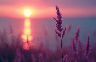 Fototapeta premium Delicate grass stalk foreground against soft pink sunset sky over calm ocean. Sun reflects on water creating bokeh effect. Peaceful nature scene, quiet evening.