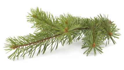 Spruce branch. Green fir. Realistic Christmas tree llustration for Xmas cards, New year party posters isolated Transparent png background.