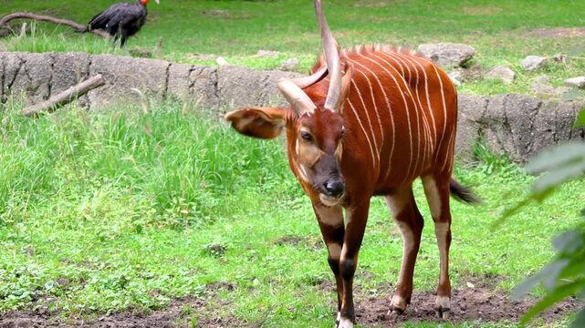 Eastern Mountain Bongo is a large Anterlope native to Africa, close up view.