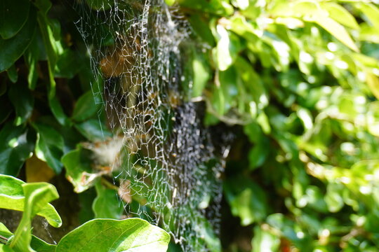 Delicate spider web stretched between bright green leaves, catching sunlight and creating a fine, intricate pattern. A natural close-up capturing fragile beauty in a peaceful garden environment.