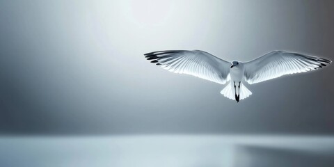 Graceful seagull flying in minimalist sky with outstretched wings