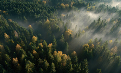 Cinematic Aerial View Of Autumn Forest In Warm Light