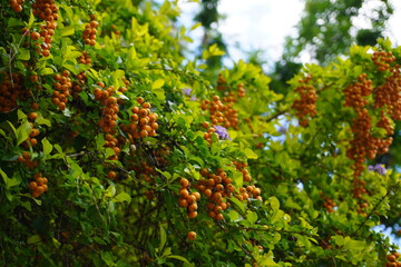 Dense clusters of small orange berries hanging among bright green leaves on a lush bush. A natural, vibrant scene capturing the richness of foliage and fruit in warm, soft daylight.