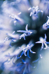 A close macro photograph showing delicate blue flower