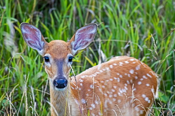 white-tail fawn