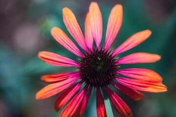 Obraz premium A close macro image of a daisy-like flower with radiant pink and orange petals