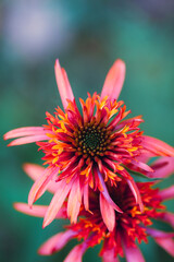 Detailed macro closeup of a red and orange coneflower