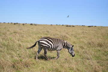 Obraz premium Zebras a road at Masai Mara