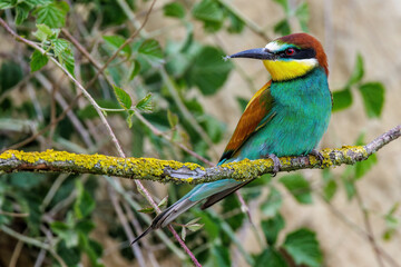 Bienenfresser (Merops apiaster)