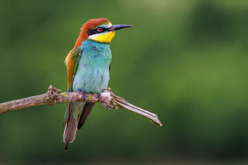 Bienenfresser (Merops apiaster)