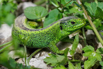 Zauneidechse (Lacerta agilis) Männchen