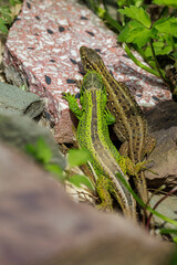 Zauneidechse (Lacerta agilis) Männchen und Weibchen
