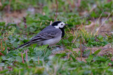 Bachstelze (Motacilla alba)