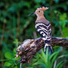 Wiedehopf (Upupa epops) © Rolf Müller