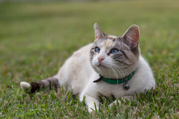 Detalhe de gato branco de olhos azuis claros com olhar lateral.