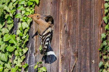 Wiedehopf (Upupa epops) © Rolf Müller