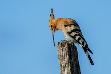 Wiedehopf (Upupa epops) © Rolf Müller