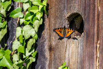 Kleiner Fuchs besucht Wiedehopf © Rolf Müller