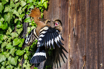 Wiedehopf (Upupa epops) © Rolf Müller