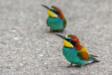 Bienenfresser (Merops apiaster)