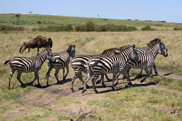 Zebra crossing a road at Masai Mara