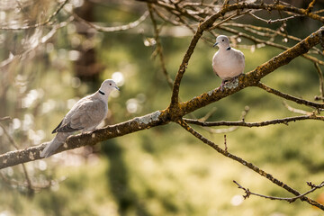 bird on a branches love pigeons 