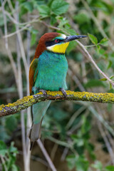 Bienenfresser (Merops apiaster)