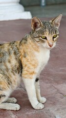 A beautiful calico cat sitting and looking away from the camera