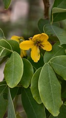 Yellow flower with green leaves in a natural environment