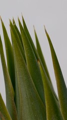 Closeup of sharp green plant leaves against white background