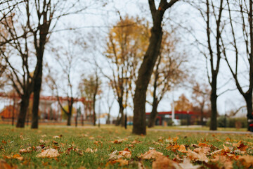 Autumn park scene with fallen leaves on the grass and blurred background. The photo captures a serene autumnal day in a parkland, with dry colorful leaves scattered on the ground. Bare trees.