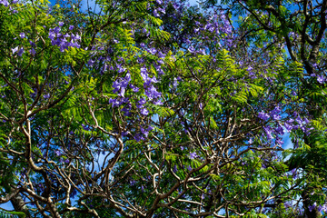 Jacaranda Bloom in Australia