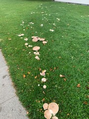 Fairy Ring of Wild Mushrooms Growing on Green Grass; a natural ring of wild mushrooms growing in a lush green lawn beside a walkway