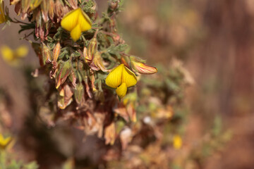 Blossoms of a yellow restharrow, Ononis natrix